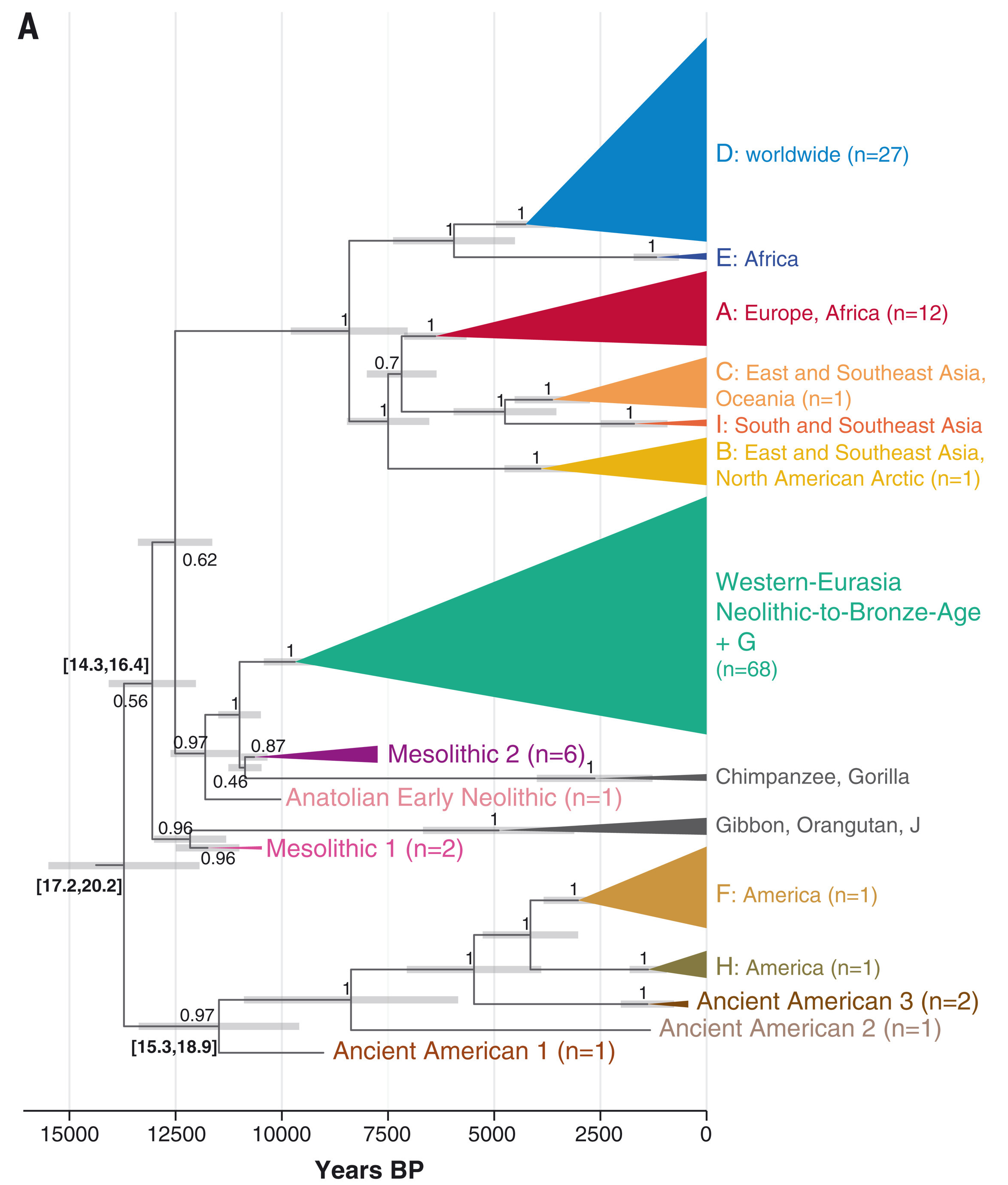 full hbv tree