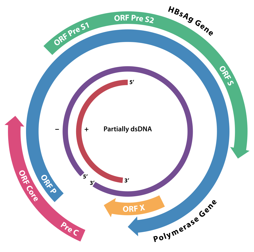 HBV genome